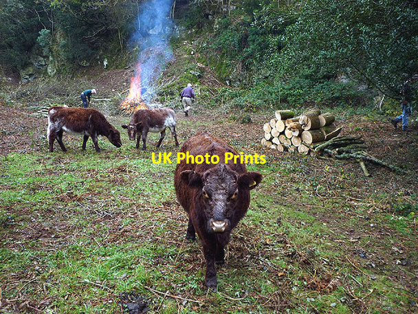Photo 6"x4" Conservation work at Myers Allotment, Silverdale Green Red Bridge c2011