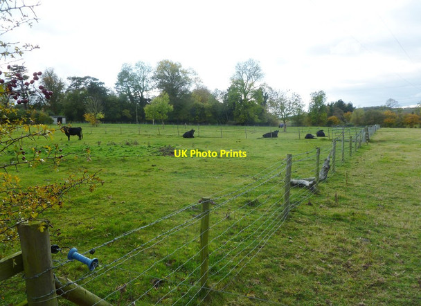 Photo 6"x4" West Haddon, cattle grazing West Haddon c2011