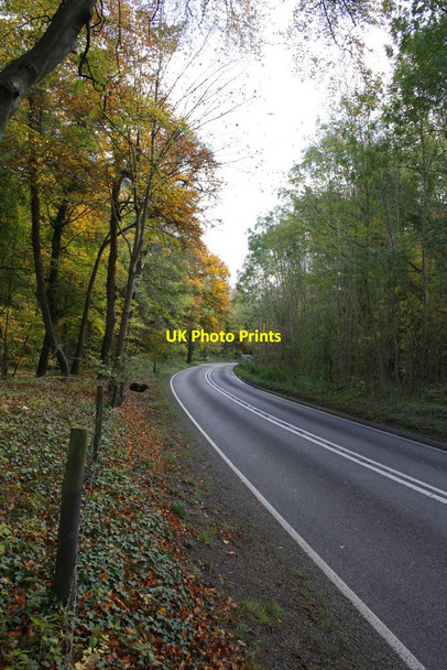 Photo 6"x4" A4074 at Green Dean Wood Cross Lanes\/SU6778 c2011
