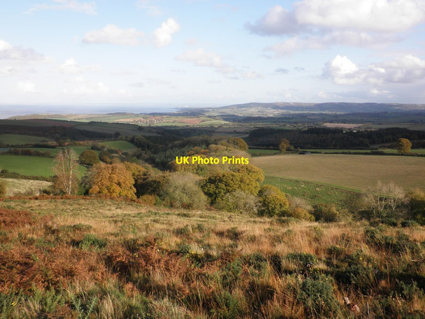 Photo 6"x4" Oak Plantation Carhampton c2011