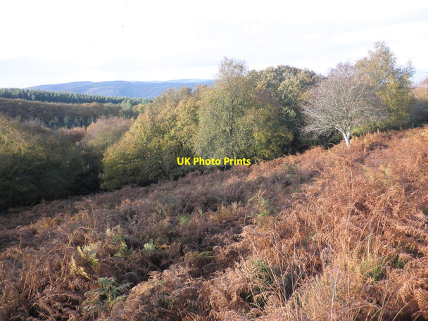 Photo 6"x4" Long Combe and Withycome Scruffets Churchtown\/SS9738 c2011
