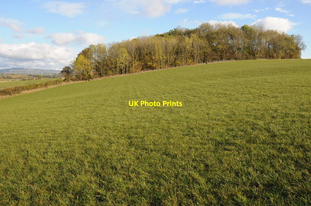 Photo 6"x4" Copse on Heath Hill Holdfast\/SO8537 c2011