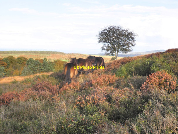 Photo 6"x4" Exmoor ponies, on Black Hill Churchtown\/SS9738 c2011