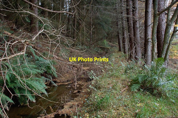 Photo 6"x4" Mill lade in the plantations by the B709 Innerleithen c2011
