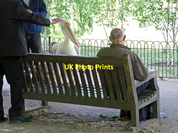 Photo 6"x4" Pelican, St James's Park Westminster c2011
