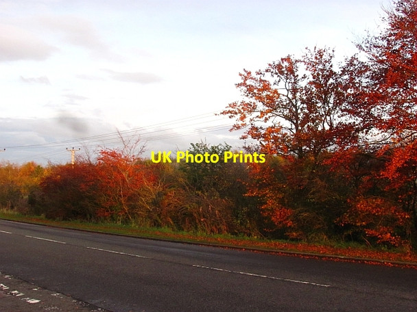 Photo 6"x4" Hedge, Murieston Road Murieston c2011