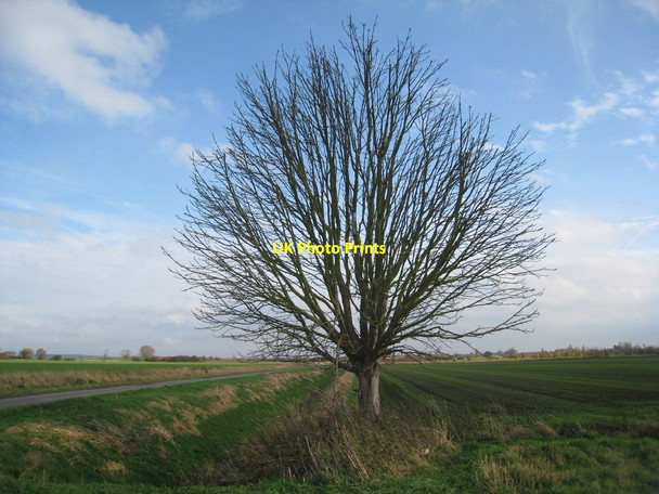 Photo 6"x4" Dead tree by Gunthorpe Road Heckdyke c2011