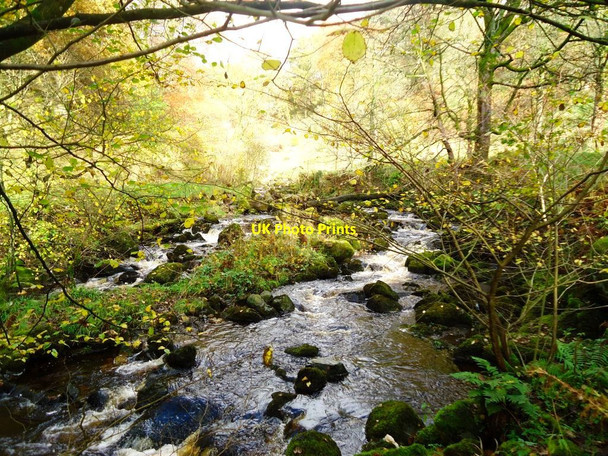 Photo 6"x4" Campsie Glen, Kirk Burn Clachan of Campsie c2011