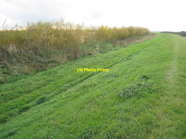 Photo 6"x4" Willows by the Trent Wildsworth c2011