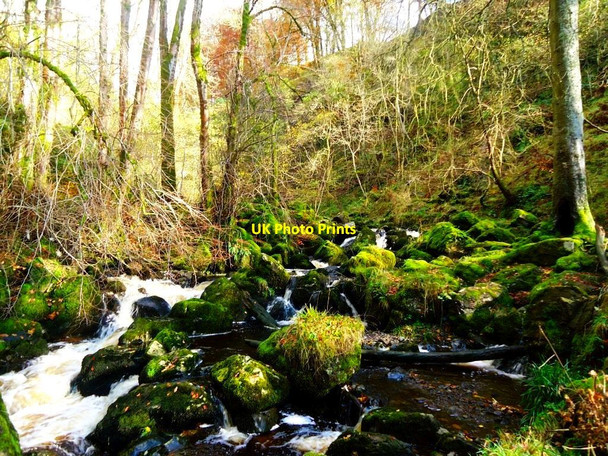 Photo 6"x4" Campsie Glen, Kirk Burn [2] Clachan of Campsie c2011