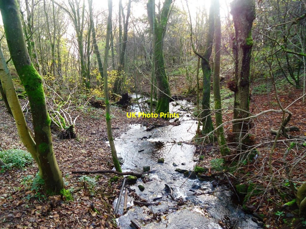 Photo 6"x4" Mugdock Wood Milngavie c2011