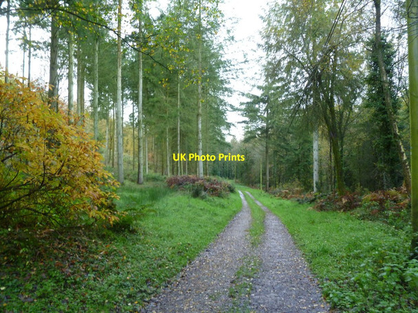 Photo 6"x4" Maiden Bradley, track & footpath Gare Hill c2011