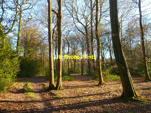 Photo 6"x4" Woodland, Woodcote Goring Heath c2011