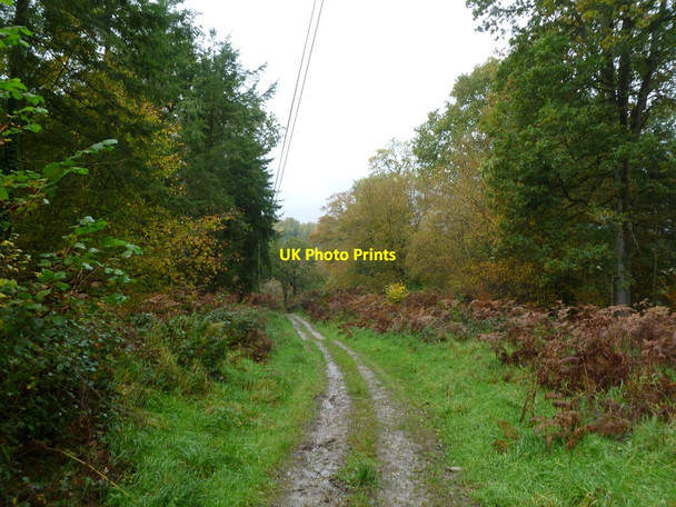 Photo 6"x4" Maiden Bradley, woodland Gare Hill c2011