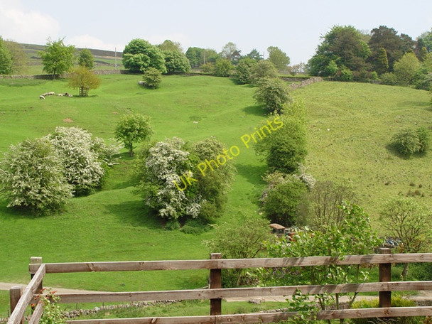 Photo 6"x4" Sheep grazing land, Hebden Hebden c2008