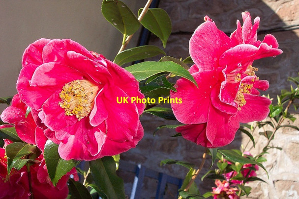 Photo 6"x4" Camellia 'Adolphe Audusson' Bromsash c2004