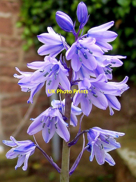 Photo 6"x4" Spanish Bluebell, Hyacinthoides hispanica Bromsash c2004