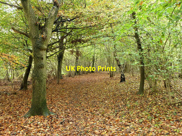 Photo 6"x4" Woodland path, Norbury Park Leatherhead c2011