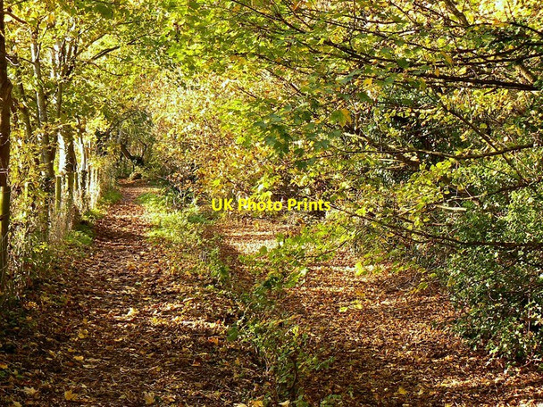 Photo 6"x4" West along the Thames Path west of Ashton Keynes Ashton Keynes c2011