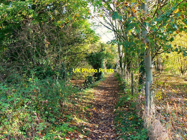 Photo 6"x4" East along the Thames Path west of Ashton Keynes Ashton Keynes c2011