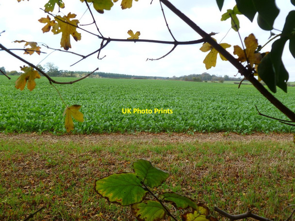 Photo 6"x4" Damerham, crop field Crendell c2011
