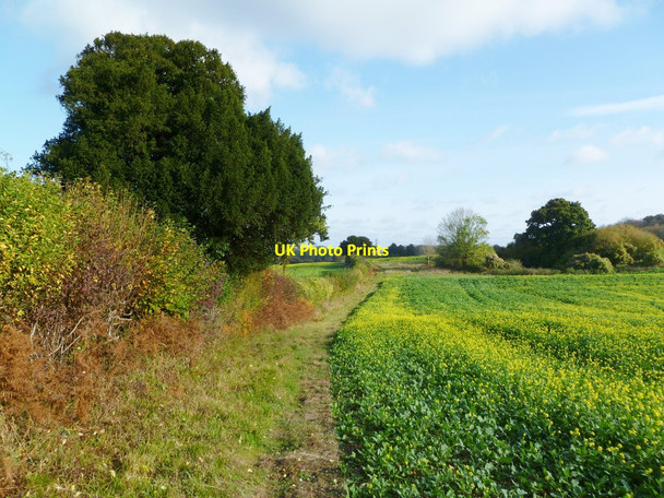 Photo 6"x4" Damerham, footpath Crendell c2011