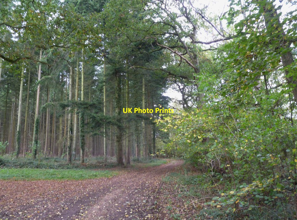 Photo 6"x4" Damerham, Biddlesgate Copse Crendell c2011