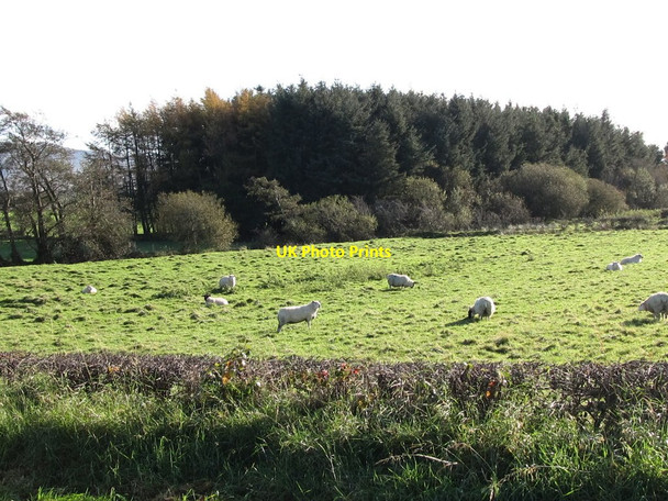 Photo 6"x4" Sheep grazing near a plantation opposite the Lisnamulligan Orange Hall Rathfriland c2011