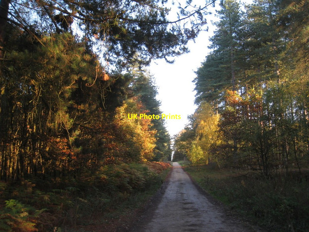 Photo 6"x4" Bridleway through Laughton Forest Laughton\/SK8497 c2011