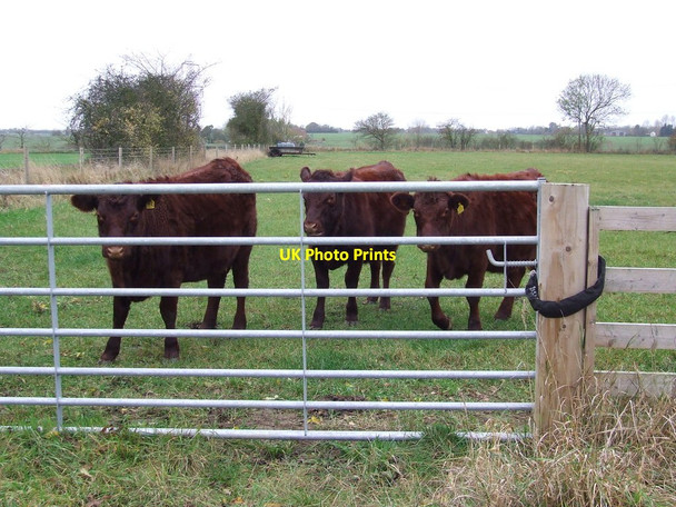Photo 6"x4" Young Cattle Little Stonham c2011