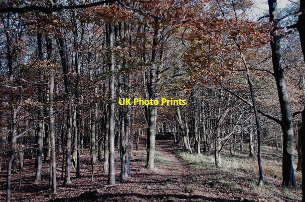 Photo 6"x4" Beech wood above Galashiels Galashiels c2011