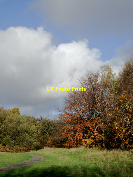 Photo 6"x4" Woodland in Baggeridge Country Park near Sedgley Sedgley c2011