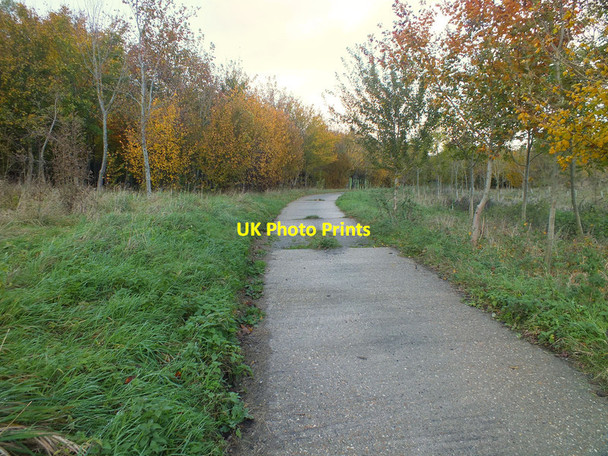 Photo 6"x4" New woodland Bishopstone\/SU0725 c2011