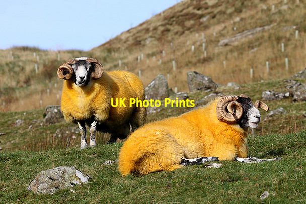Photo 6"x4" Sheep at Winterhopeburn Craigierig c2011 P1