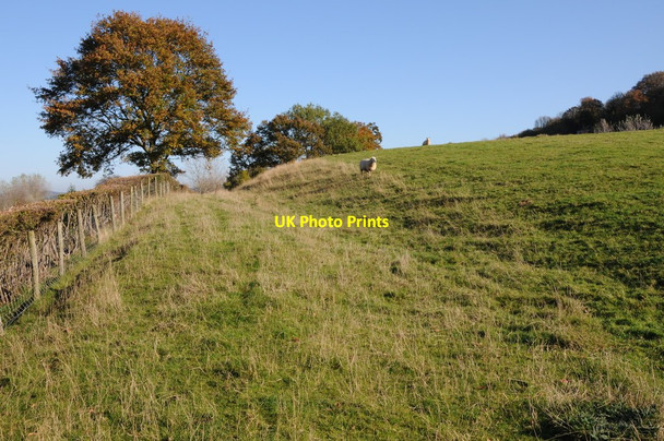 Photo 6"x4" Bridleway near Highwood Eastham\/SO6568 c2011
