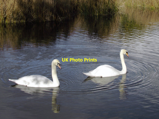 Photo 6"x4" Swans in Baggeridge Country Park near Wombourne, Staffordshire The Straits\/SO9092 c2011