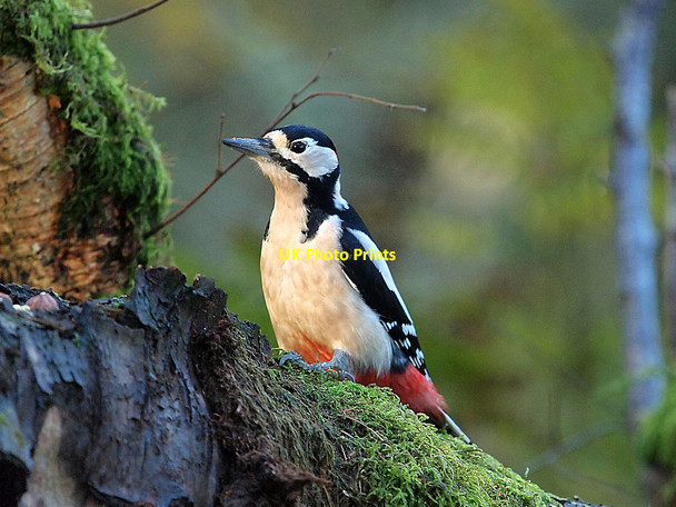 Photo 6"x4" Greater spotted woodpecker Spittal\/NX3657 c2011