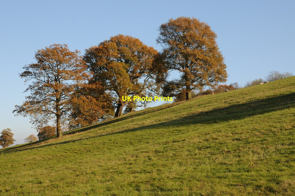 Photo 6"x4" Trees in farmland near Hanley William Hanley William c2011