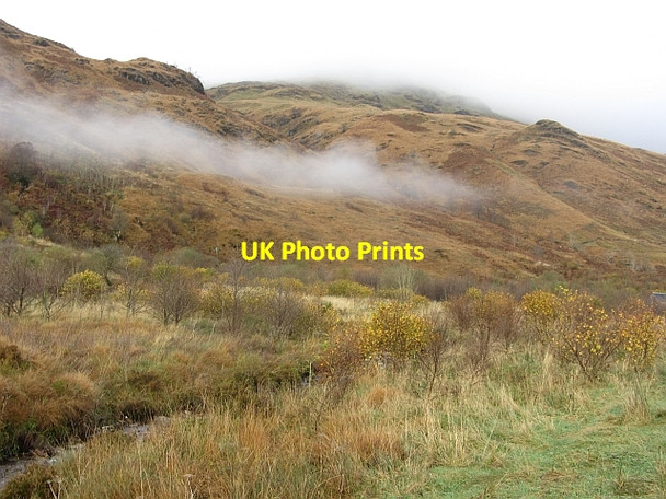 Photo 6"x4" Hazel wood, Glen Fyne Inverchorachan c2011
