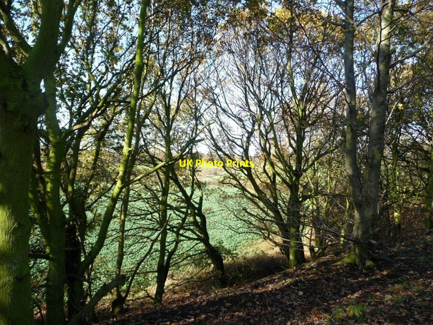 Photo 6"x4" Wooded western side of former railway embankment Newstead\/SE3914 c2011