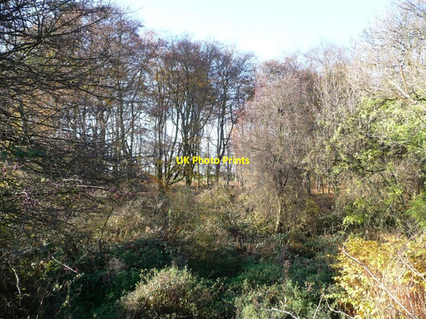 Photo 6"x4" Horncastle Wood Foulby c2011