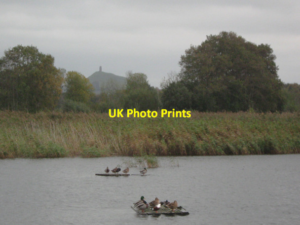 Photo 6"x4" Duck islands, Walton Heath Ashcott Corner c2011