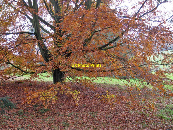 Photo 6"x4" Beech tree beside the South Lake Coneysthorpe c2011