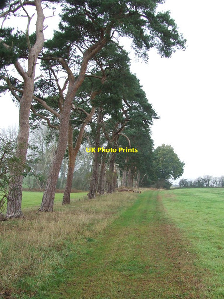 Photo 6"x4" Belt Of Trees Lackford c2011