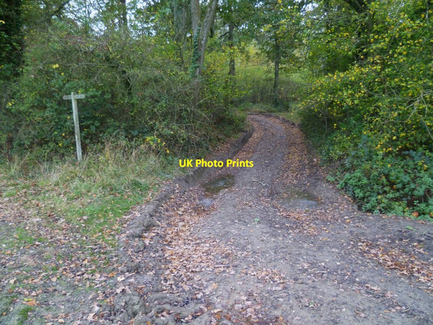 Photo 6"x4" Track into Elsted Rough Dumpford c2011