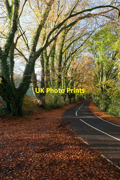 Photo 6"x4" Corner on East Lane, Ovington Ovington\/SU5631 c2011