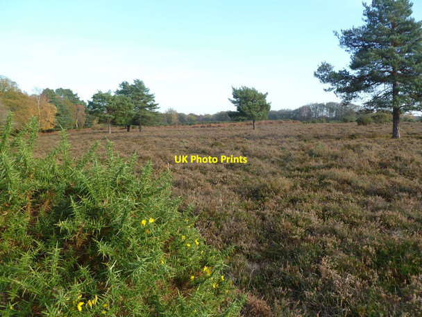 Photo 6"x4" Lyndhurst, Foxhill Moor Clayhill\/SU3007 c2011
