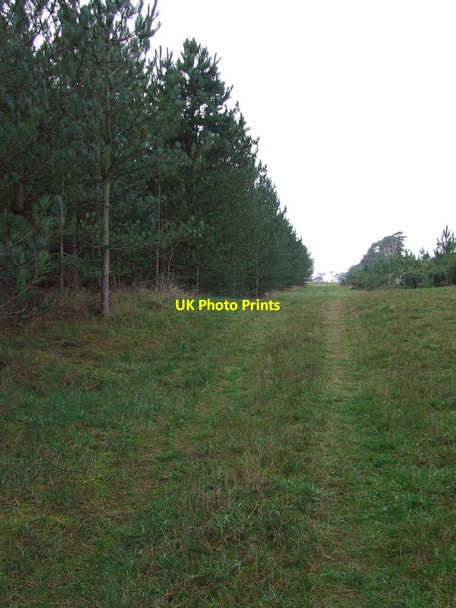 Photo 6"x4" Forest Track Icklingham c2011