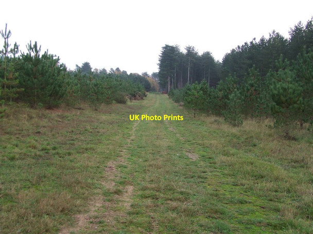 Photo 6"x4" Forest Track Icklingham c2011 P1