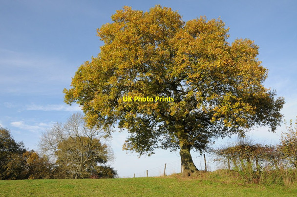 Photo 6"x4" Oak tree in autumn colours Pen-yr-heol\/SO4311 c2011
